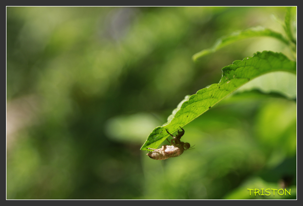 _H1A6331.jpg - 20170901 戀戀台九線