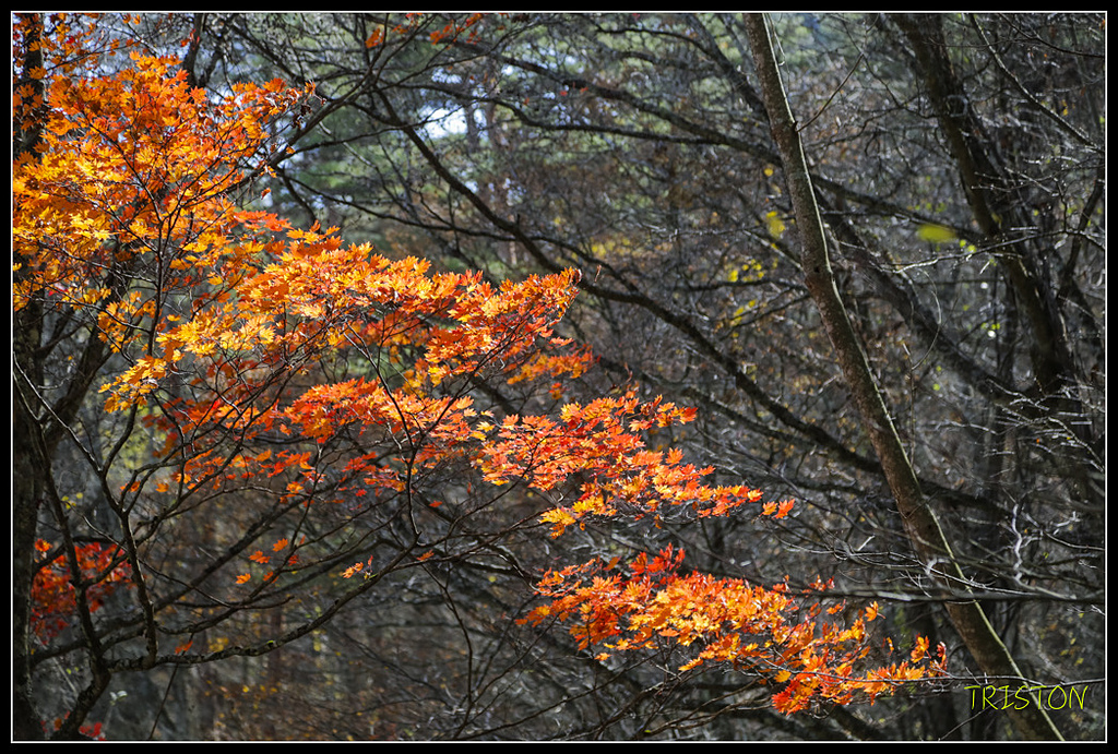_H1A1304.jpg - 20171103 日本只見線、會津若松五色沼、昭和記念公園賞紅葉