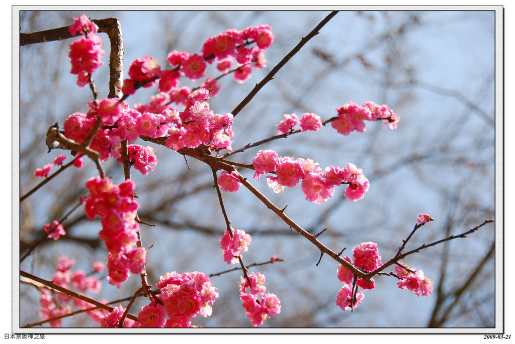 2009-03-21-10_22_03.jpg - 20090320 日本京阪神之旅