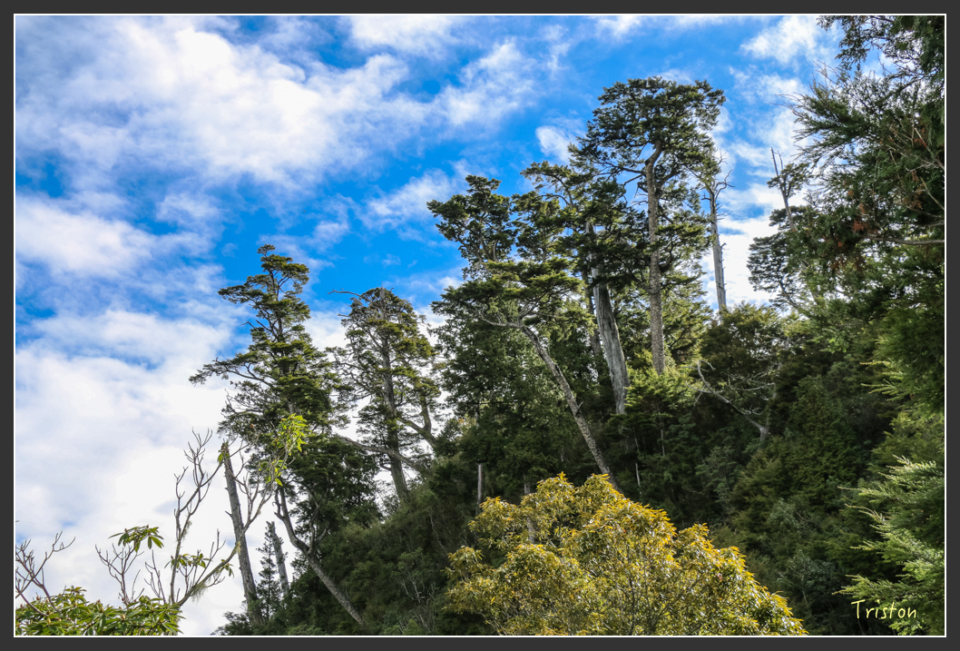 IMG_1086.jpg - 20151219 鳶嘴稍來山、小雪山林道