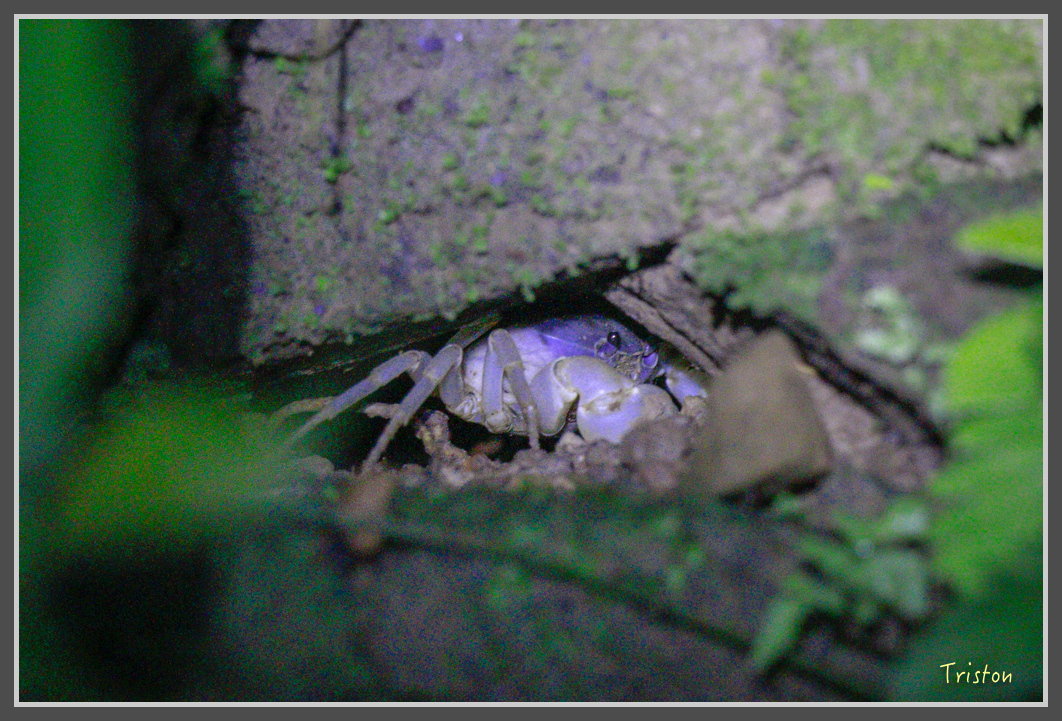 _MG_9283.jpg - 20160717 峰老師夜觀