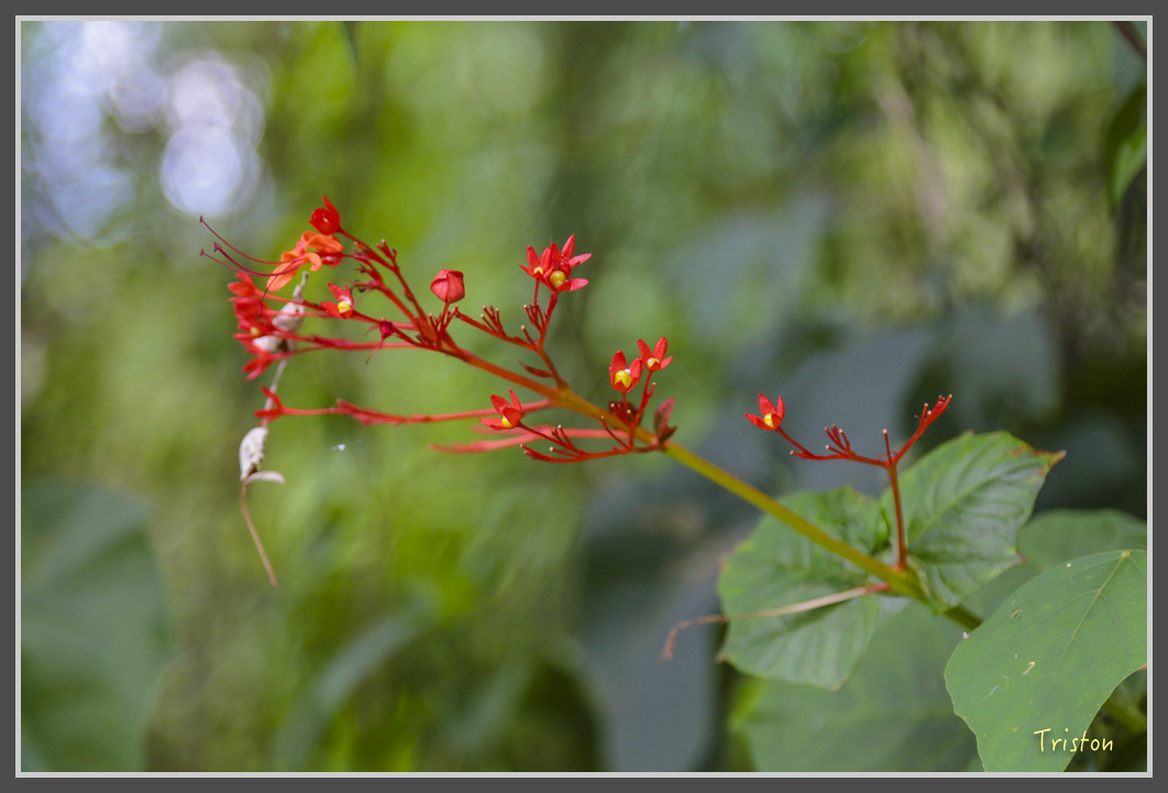 JH1A1879.jpg - 20160725 大津瀑布