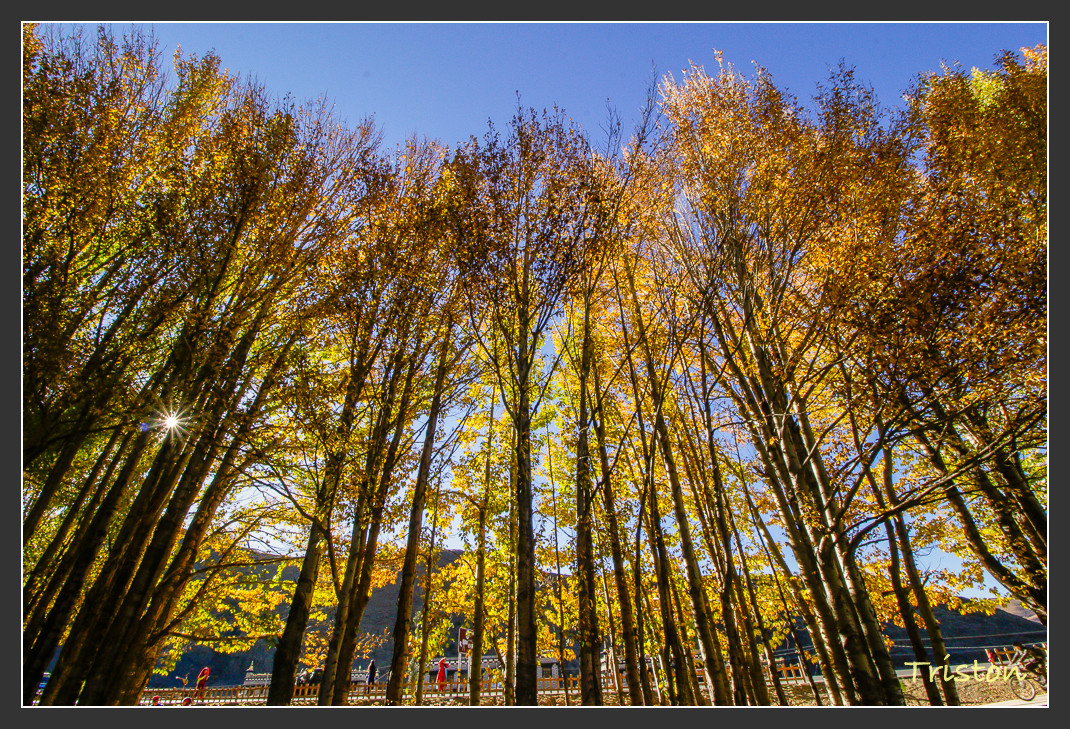 _MG_2382.jpg - 20161013 稻城亞丁