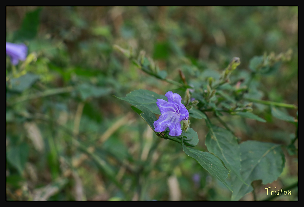 _MG_1012.jpg - 20180127 日湯真山