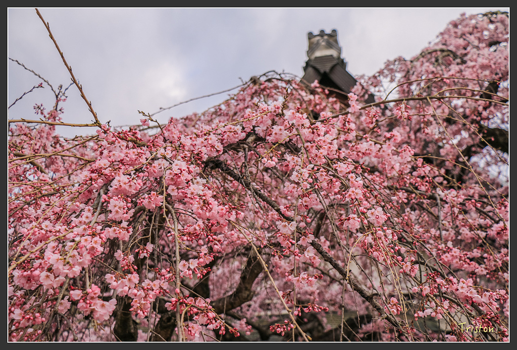 IMG_4303.jpg - 20160323 日本熊野古道健行