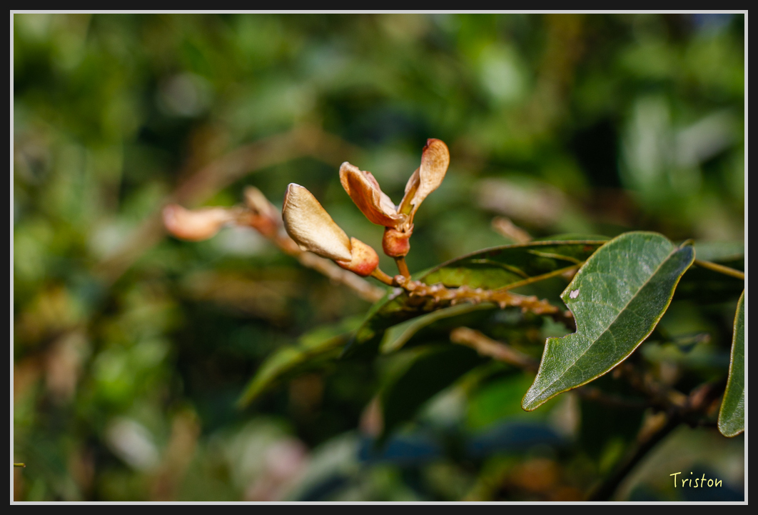 00161.jpg - 20170107 香港健行
