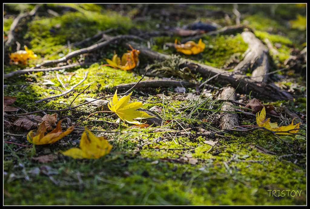 _H1A1763.jpg - 20171103 日本只見線、會津若松五色沼、昭和記念公園賞紅葉