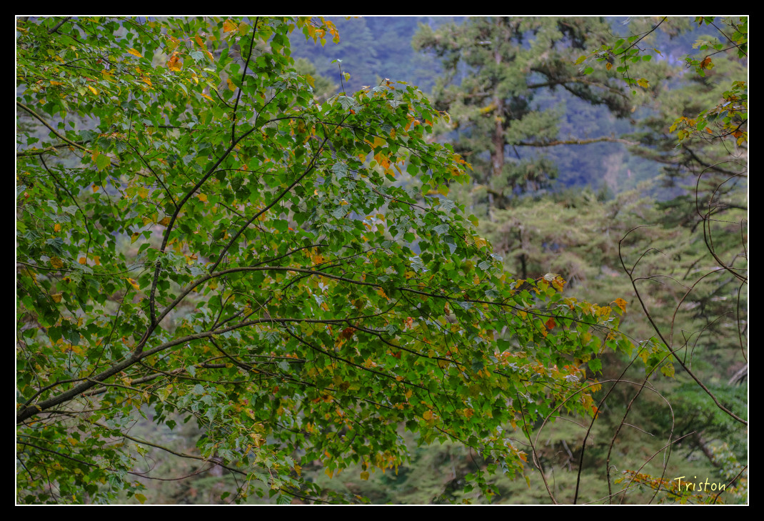 JH1A0692.jpg - 20151205 合歡溪步道、108K楓之谷