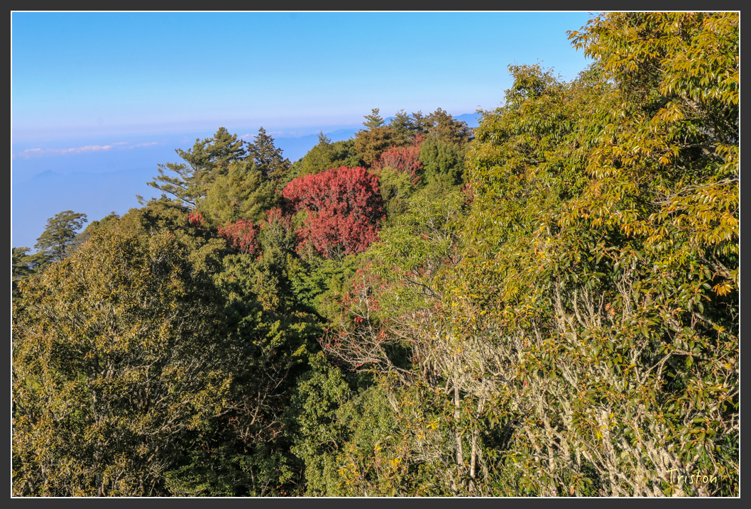 IMG_0719.jpg - 20151219 鳶嘴稍來山、小雪山林道