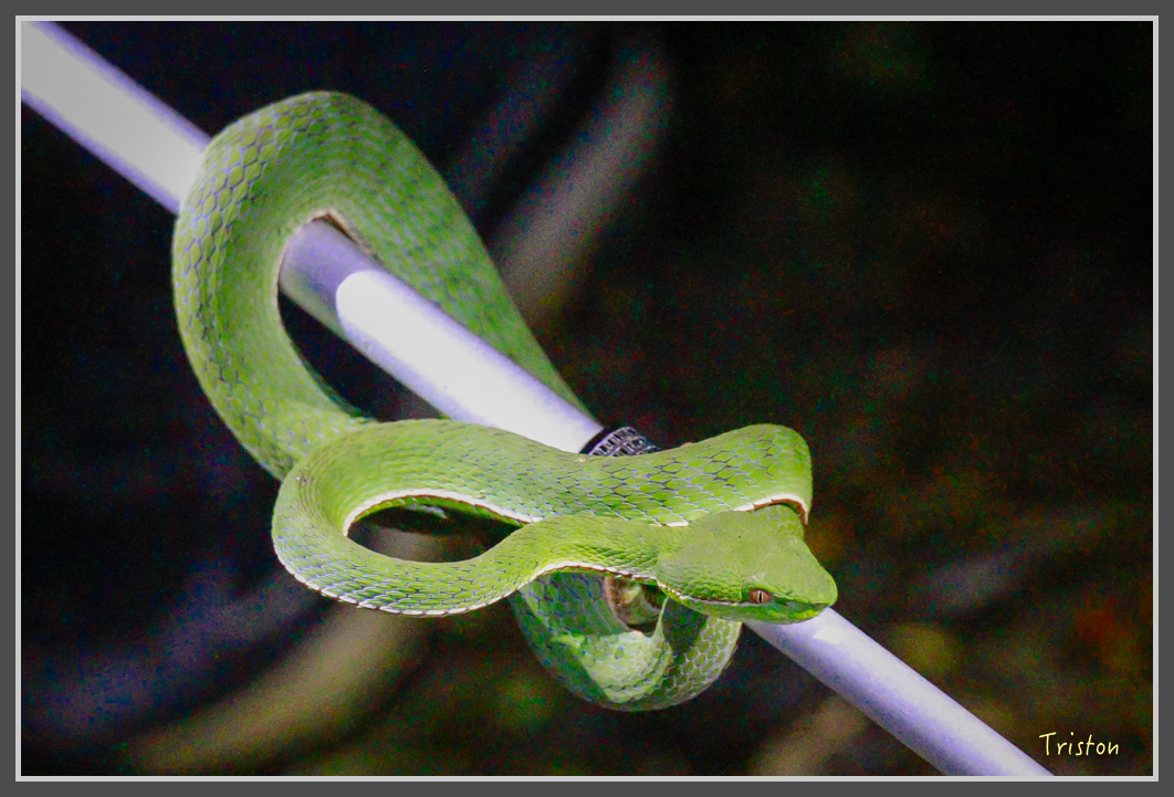 _MG_9337.jpg - 20160717 峰老師夜觀