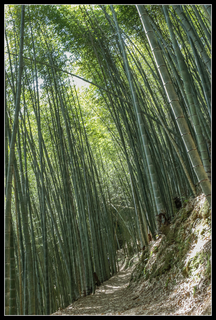 _MG_0048.jpg - 20170408 瑞太古道