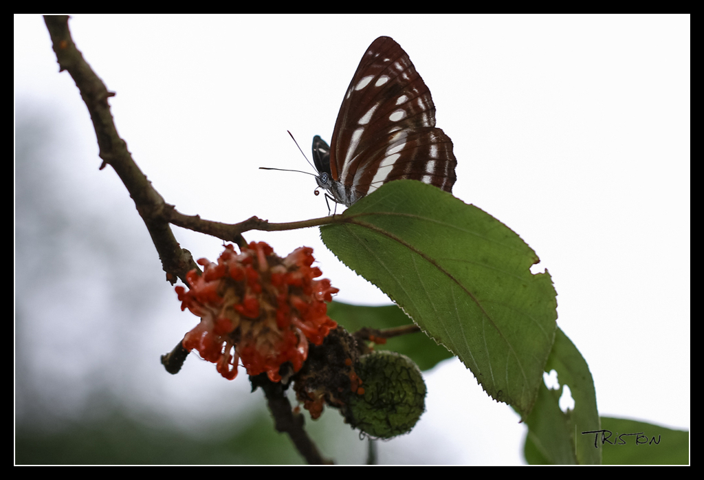 _MG_0322.jpg - 20170618 新化後山昆蟲微距