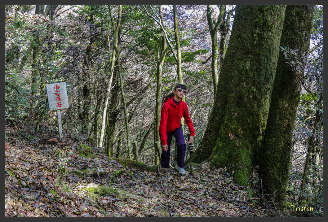 IMG_3415.jpg - 20160227 觀霧森林步道