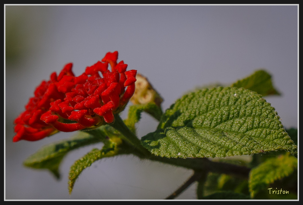 _MG_0539.jpg - 201161217 旗靈縱走