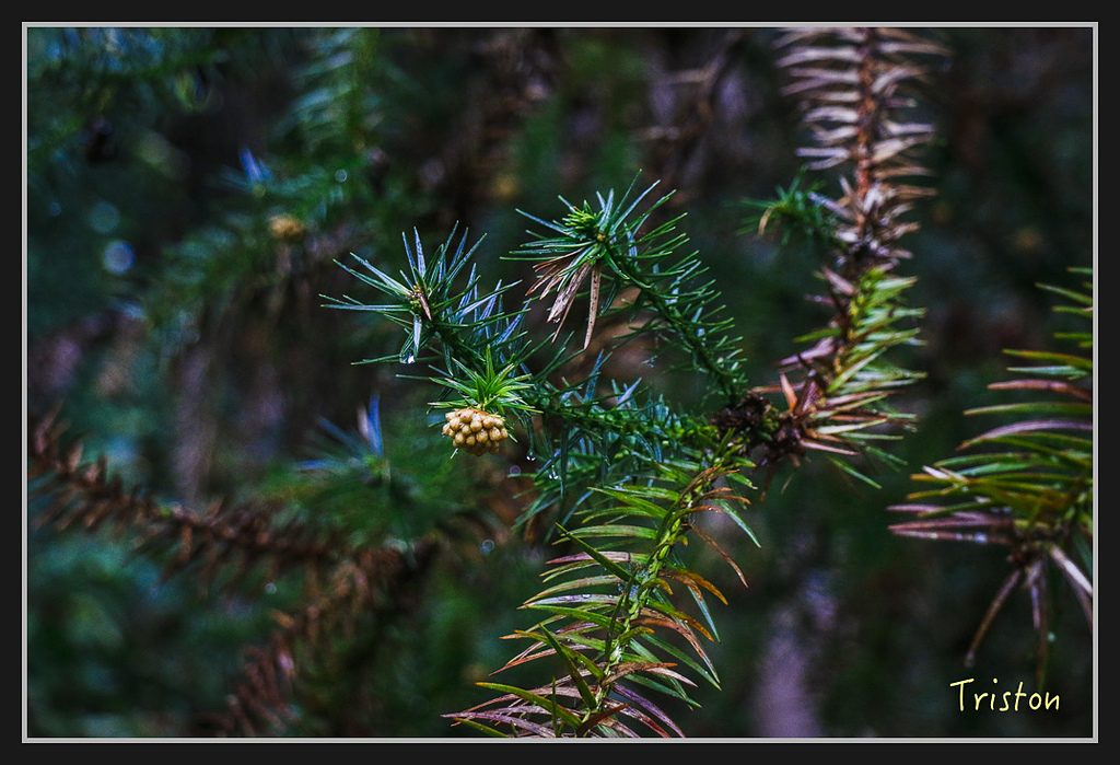 2017-02-27 10.03.53 下午 _MG_0501.jpg - 20170225 玉里瓦拉米
