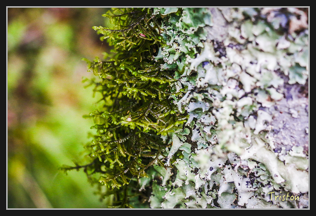 2017-02-27 10.03.53 下午 _MG_0368.jpg - 20170225 玉里瓦拉米