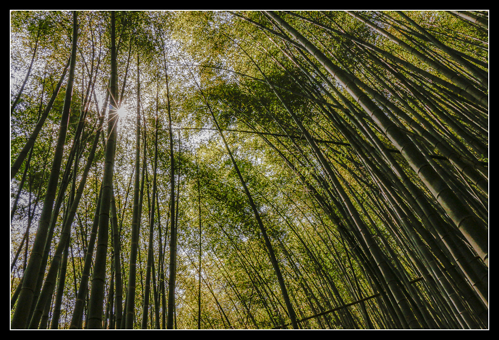 _MG_0051.jpg - 20170408 瑞太古道