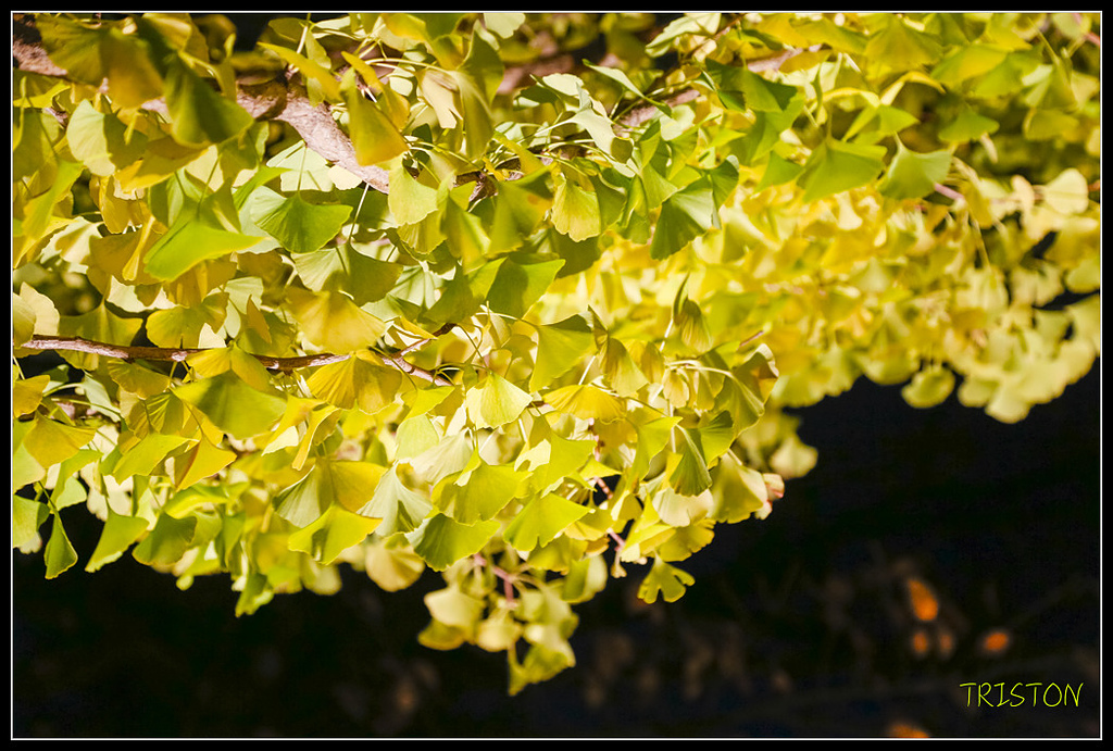 _H1A1044.jpg - 20171103 日本只見線、會津若松五色沼、昭和記念公園賞紅葉