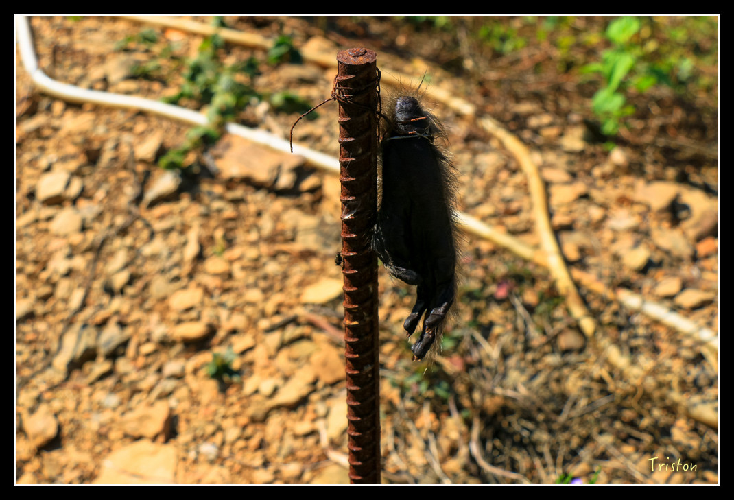 IMG_9459.jpg - 20151202 老七佳部落