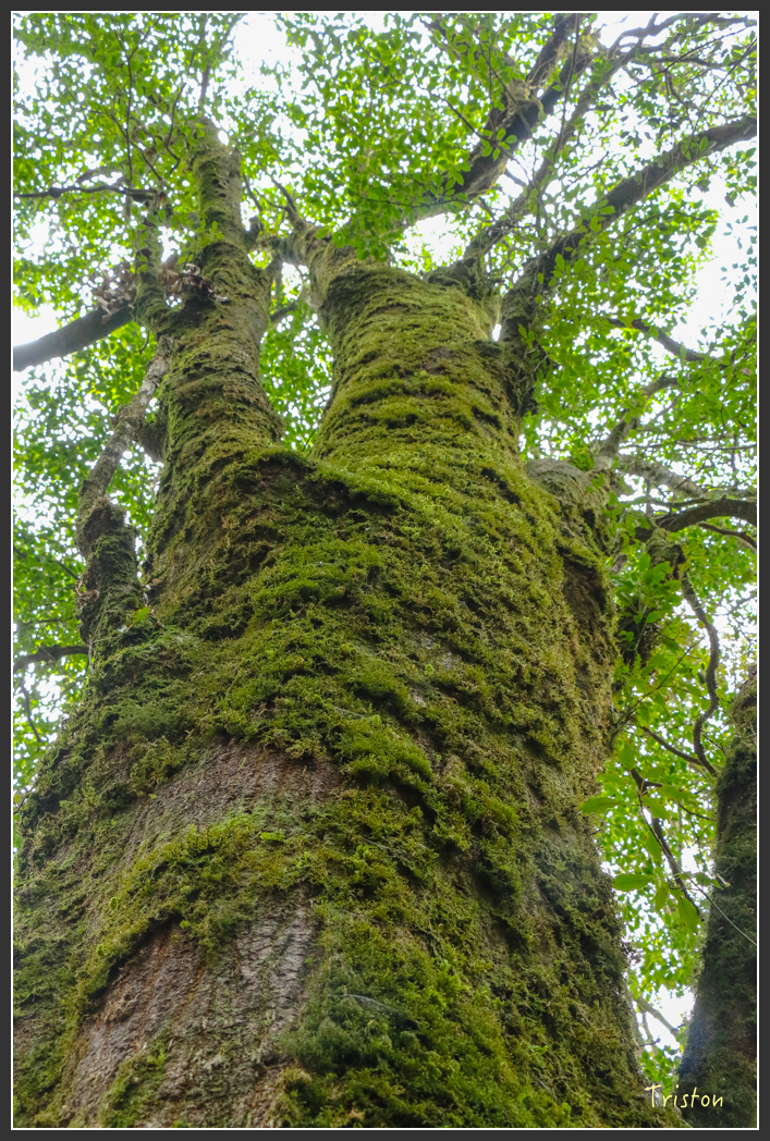 IMG_1137.jpg - 20151219 鳶嘴稍來山、小雪山林道