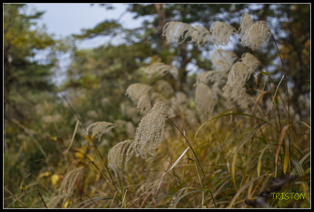 _H1A1171.jpg - 20171103 日本只見線、會津若松五色沼、昭和記念公園賞紅葉