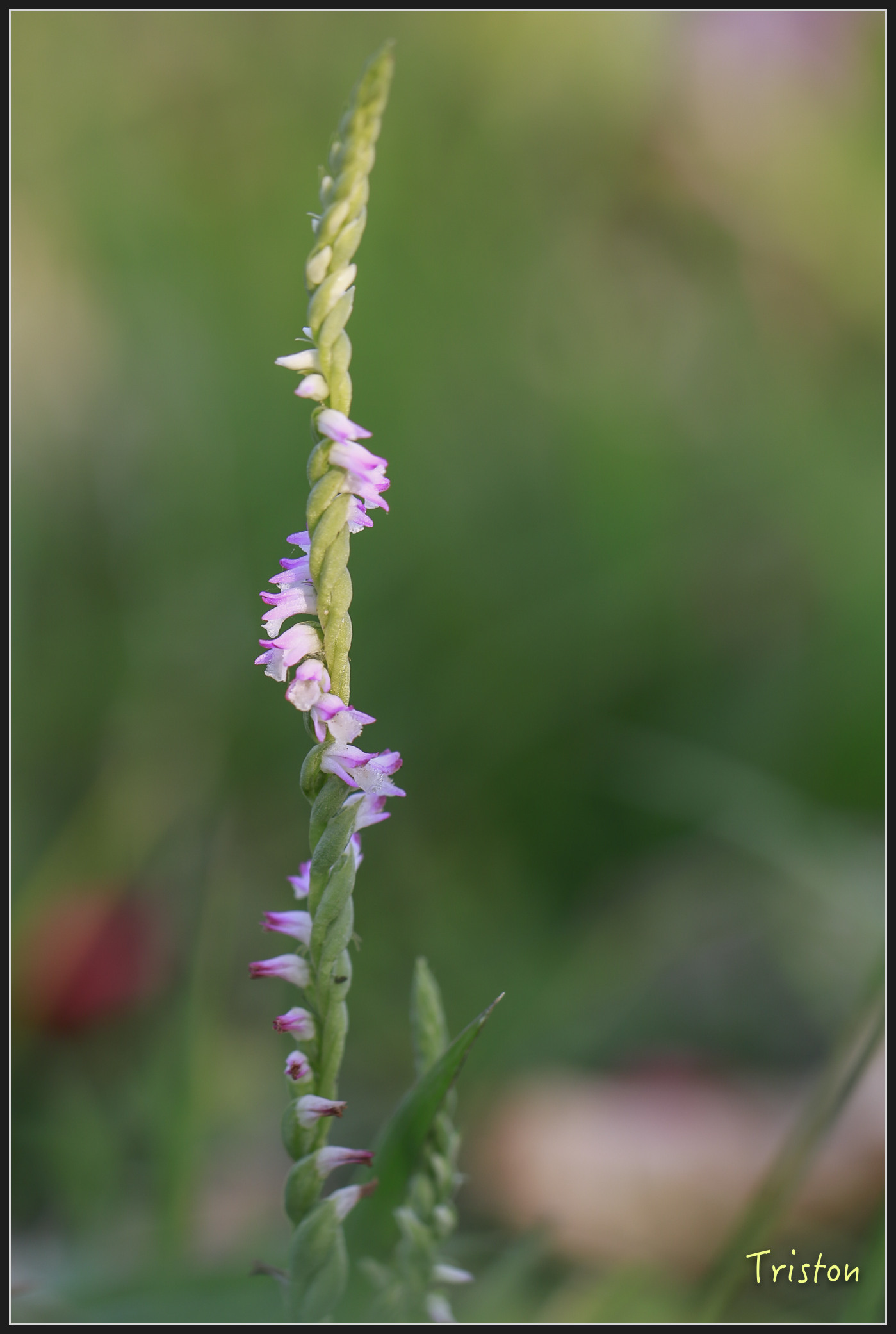 _h1a2065_25968482447_x.jpg - 20180316 巴克禮公園 綬草