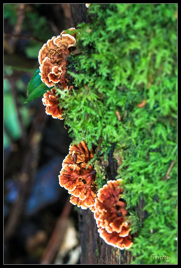 IMG_8347.jpg - 20150926 大凍山切霹靂山 抵龍雲山莊