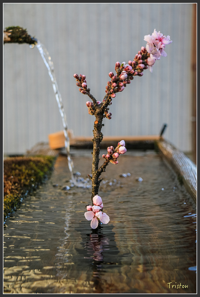 IMG_4647.jpg - 20160323 日本熊野古道健行