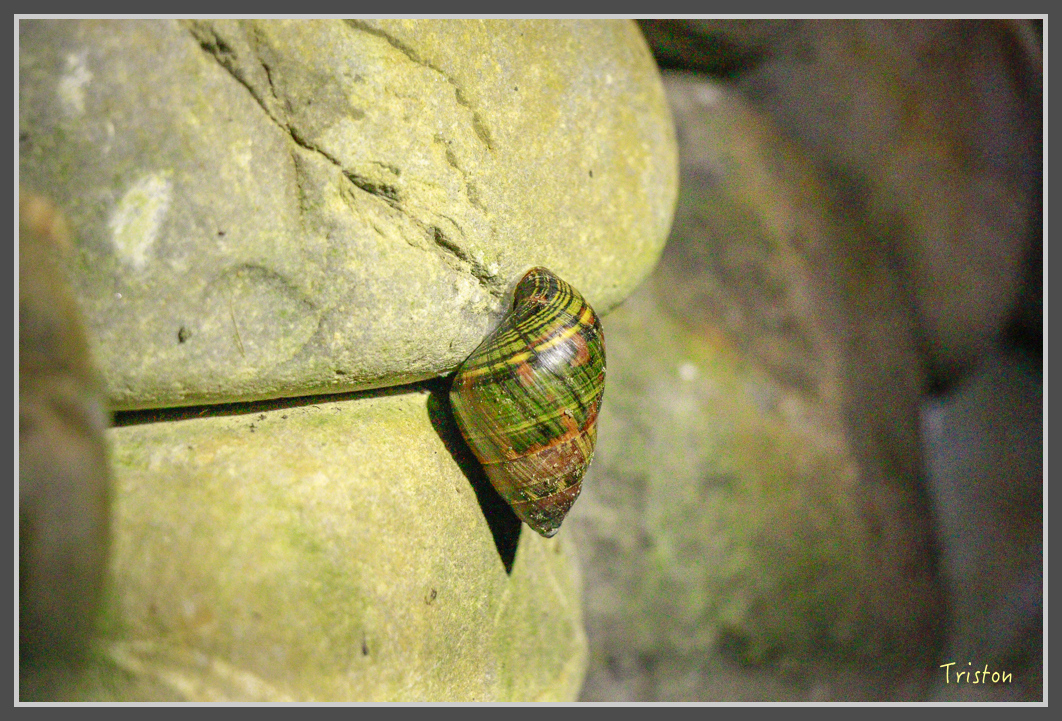 _MG_9266.jpg - 20160717 峰老師夜觀