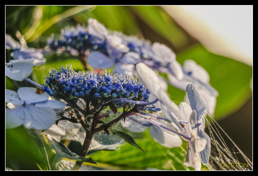 _MG_1657.jpg - 20170702 靜岡東海道之旅