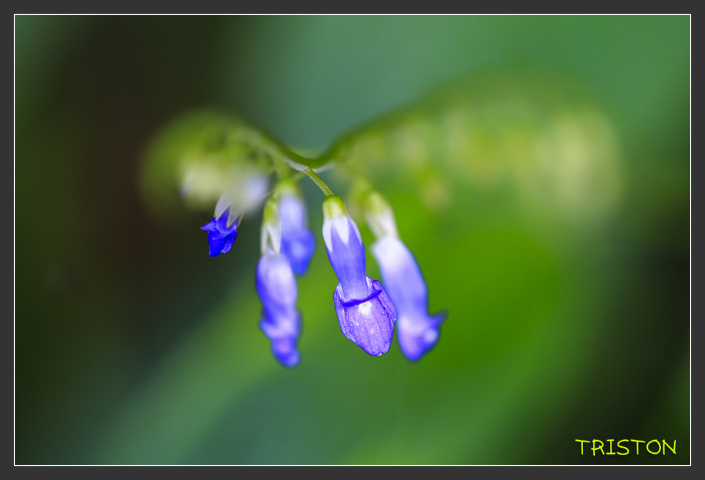 _H1A6759.jpg - 20170904 獨立山步道生態