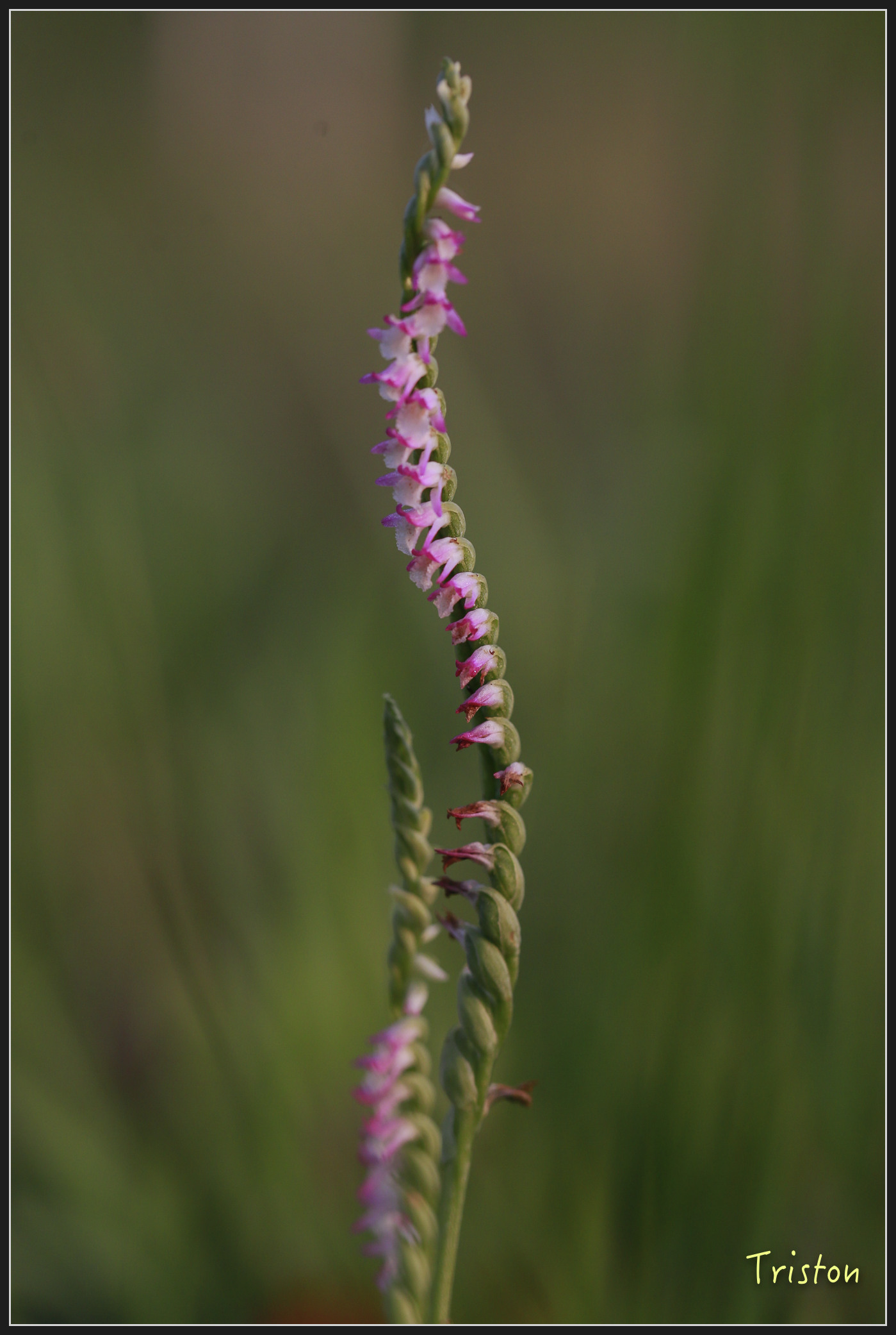 _h1a2237_40131379914_x.jpg - 20180316 巴克禮公園 綬草