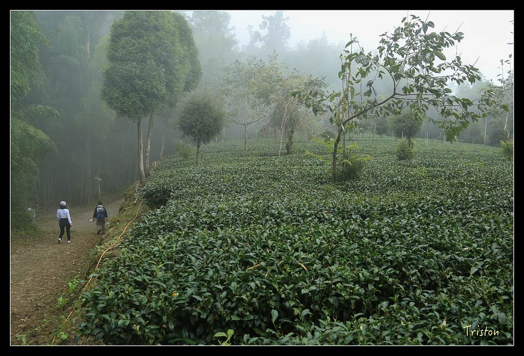 JH1A9777.jpg - 20150920 石棹,霧之道 茶之道 雲之道