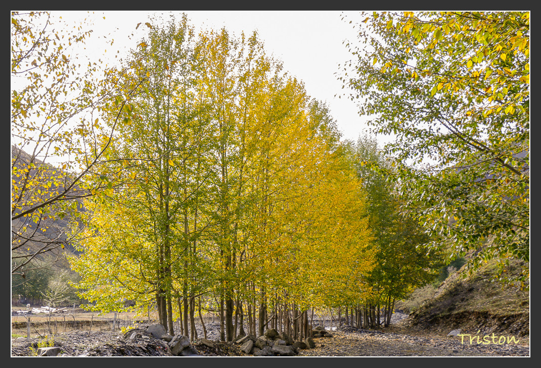 _MG_1354.jpg - 20161013 稻城亞丁