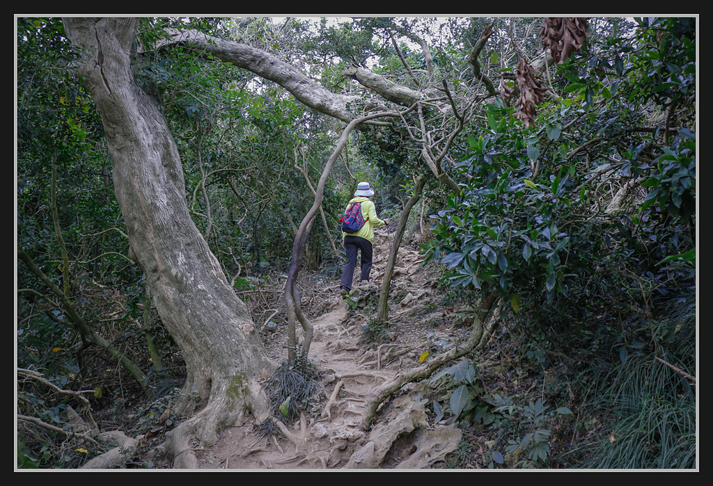 _MG_0039.jpg - 20170205 柴山盤榕雅座路線