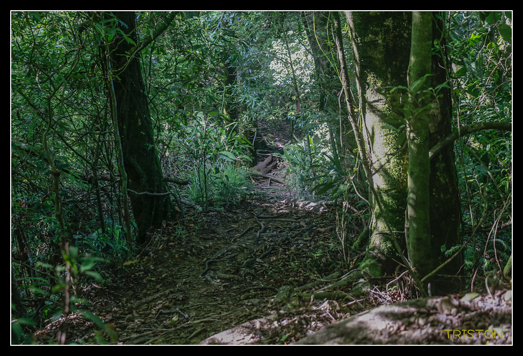 _MG_0341.jpg - 20170723 水漾森林