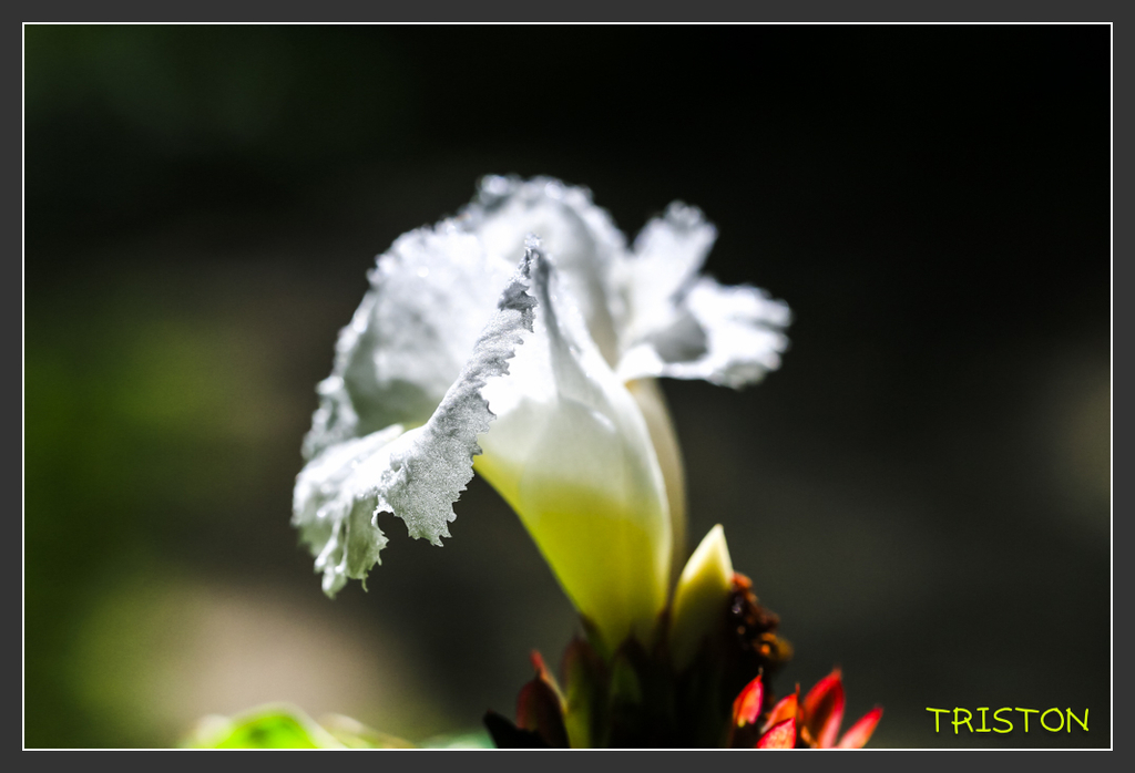 _H1A6767.jpg - 20170904 獨立山步道生態