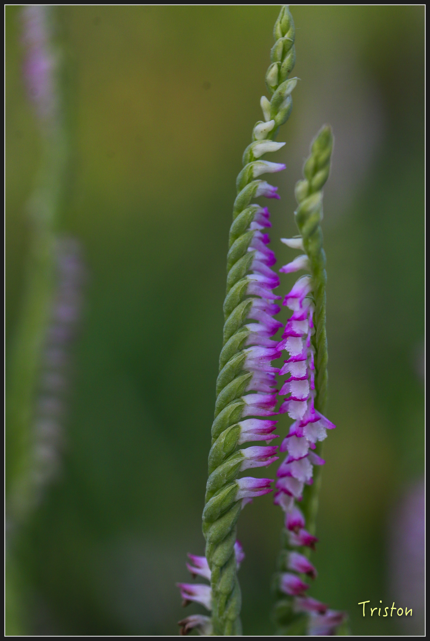 _h1a2220_40131380694_x.jpg - 20180316 巴克禮公園 綬草