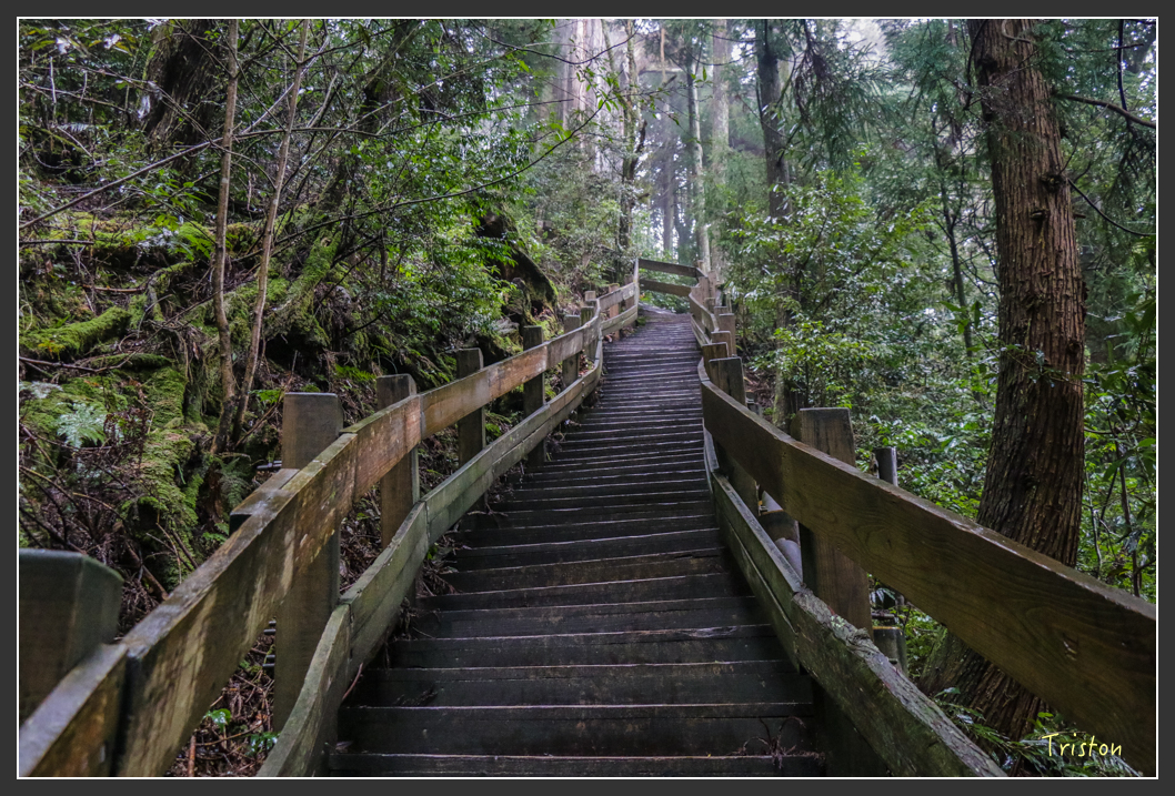 IMG_3307.jpg - 20160227 觀霧森林步道