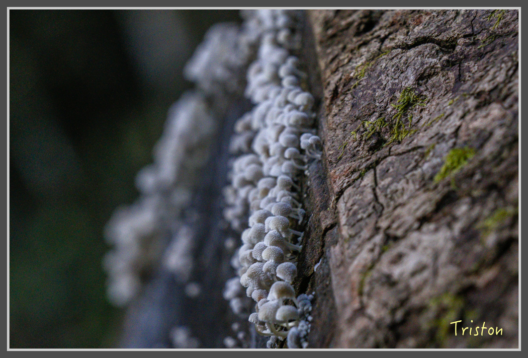 _MG_0095.jpg - 20161203 鎮西堡