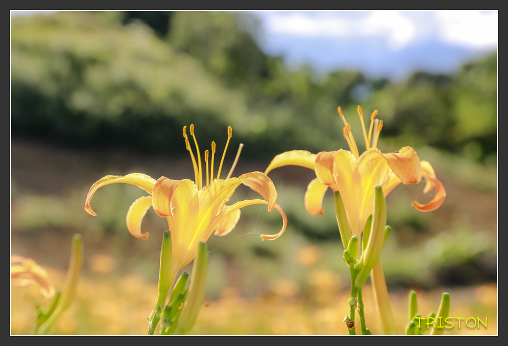 _H1A6623.jpg - 20170901 戀戀台九線