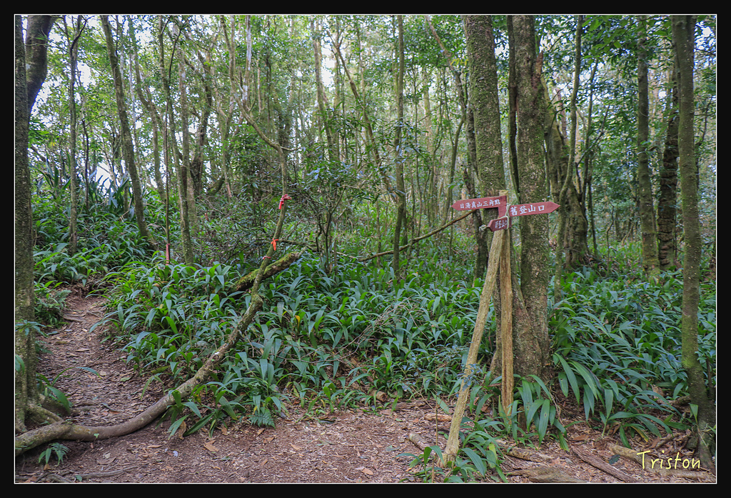 _MG_1067.jpg - 20180127 日湯真山