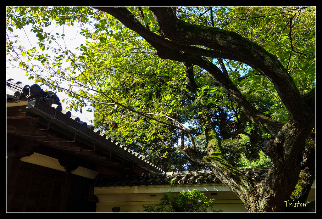 DSC00189.jpg - 20151031 秋天的童話-貴婦東京輕井澤紀行