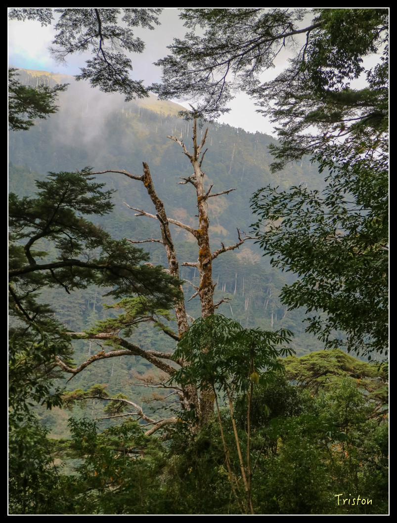 IMG_0942.jpg - 20151205 合歡溪步道、108K楓之谷