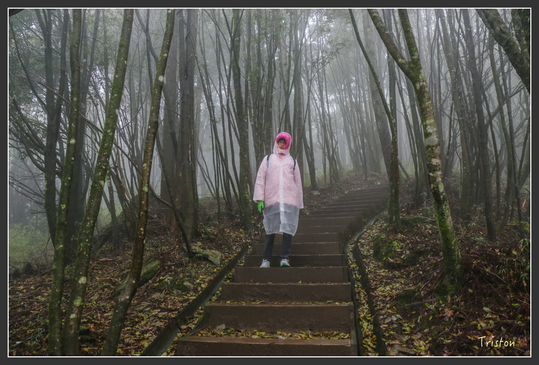 IMG_3256.jpg - 20160227 觀霧森林步道