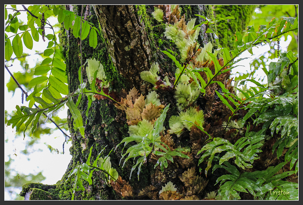 IMG_6389.jpg - 20160409 武夷山之旅