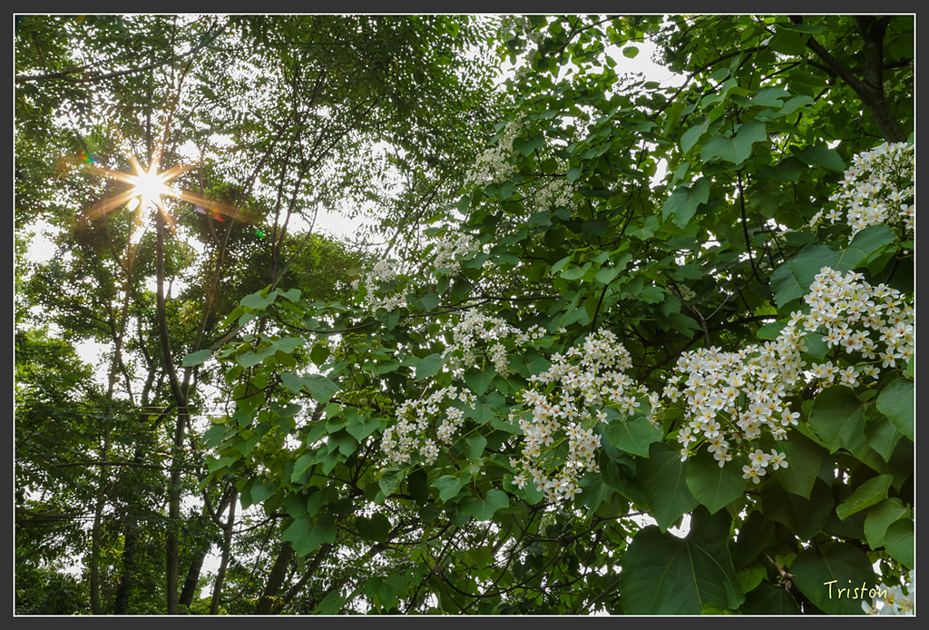 JH1A8830.jpg - 20160426 銅鑼天空步道、天空之城、荷苞山