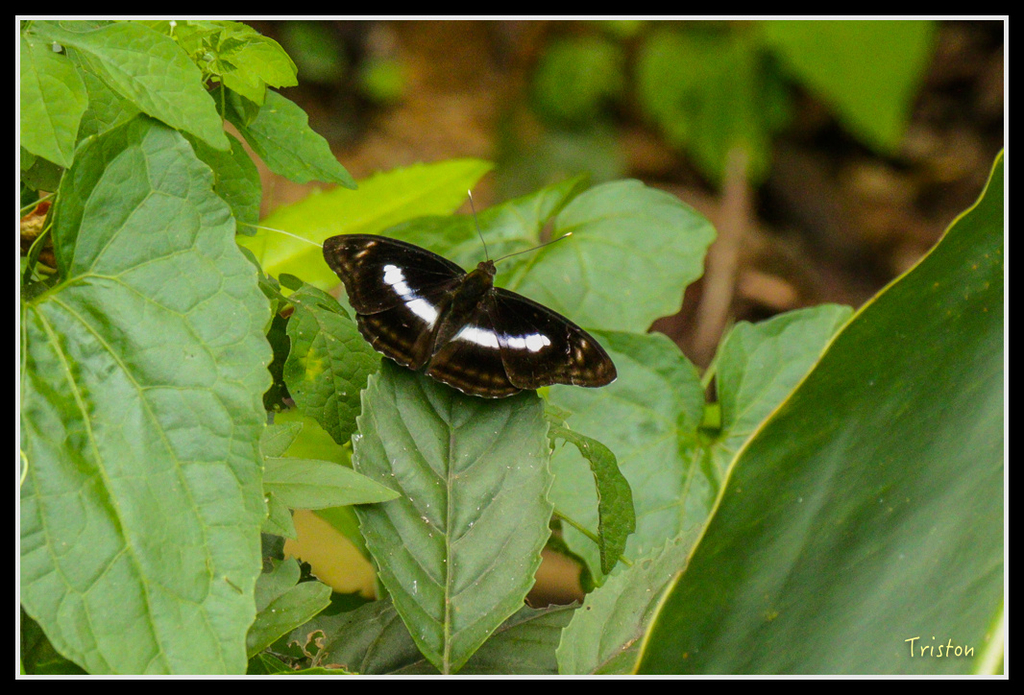 IMG_7349.jpg - 20160531 屏東笠頂山