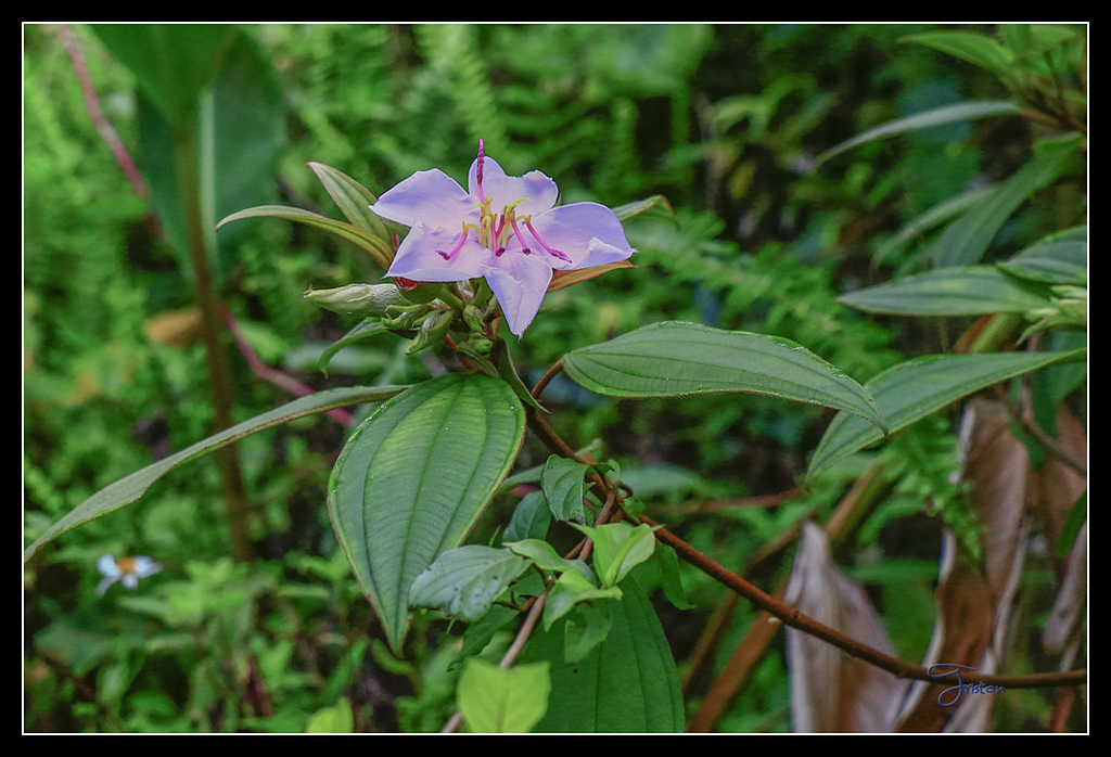 _MG_0047.jpg - 20170429 關仔嶺雞籠山