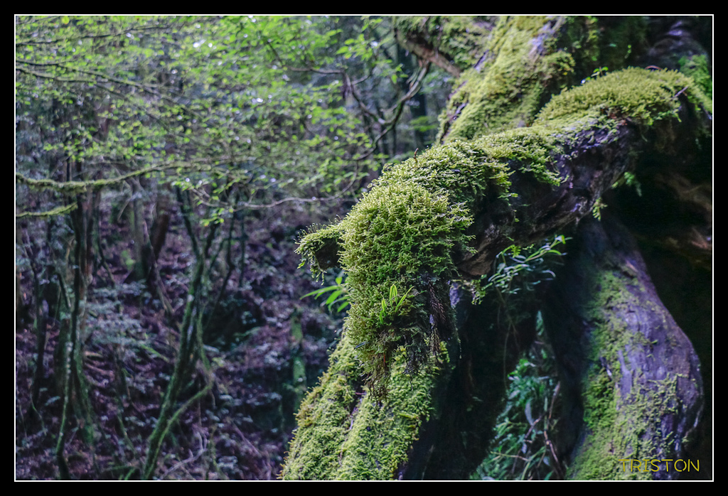 _MG_0353.jpg - 20170723 水漾森林